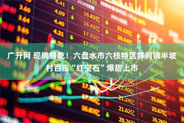 广升网 现摘鲜吃！六盘水市六枝特区牂牁镇半坡村百亩“红宝石”爆甜上市