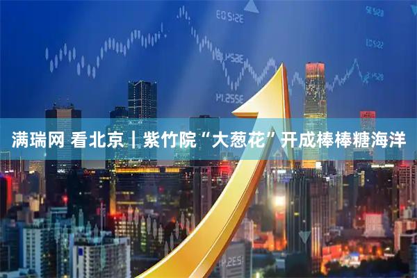 满瑞网 看北京｜紫竹院“大葱花”开成棒棒糖海洋